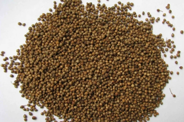 Продается кориандр целый и молотый оптом- фото № 1