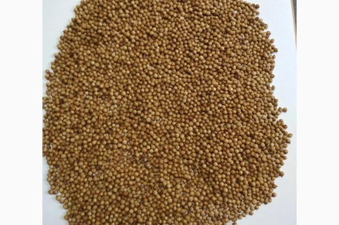 Купую кориандр та відходи кориандру- фото № 1