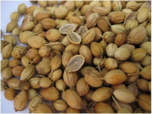 Куплю коріандр за готівку- фото № 1