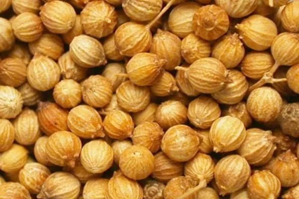 Продам Коріанд, сорт Янтарь- фото № 1