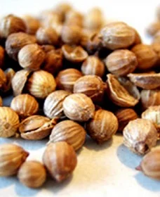 Продам Коріандер, сорт Нектар ( 1 репродукція )- фото № 1