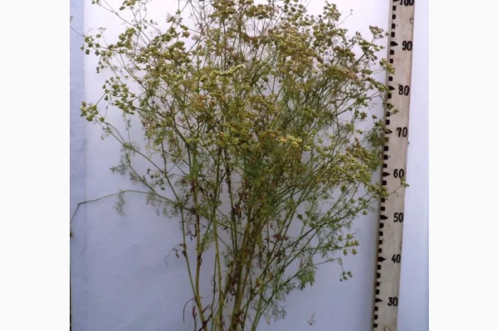 Продам Коріандер, сорт Нектар, Янтарь, Оксаніт- фото № 1