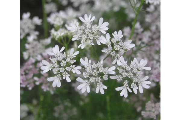 Продается семена кориандра сорта Оксаніт- фото № 1