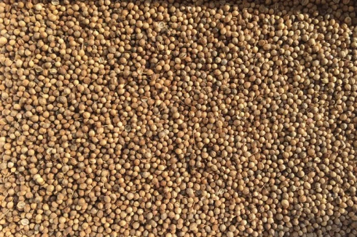 Продам Коріандр, сорт Оксаніт- фото № 1