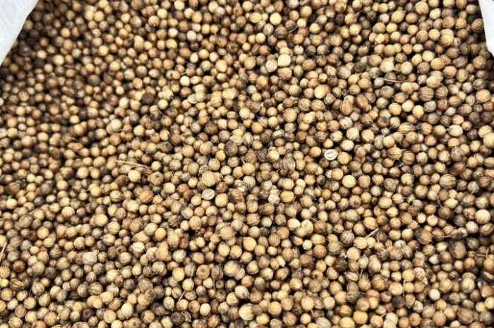 Продам коріандр- фото № 1