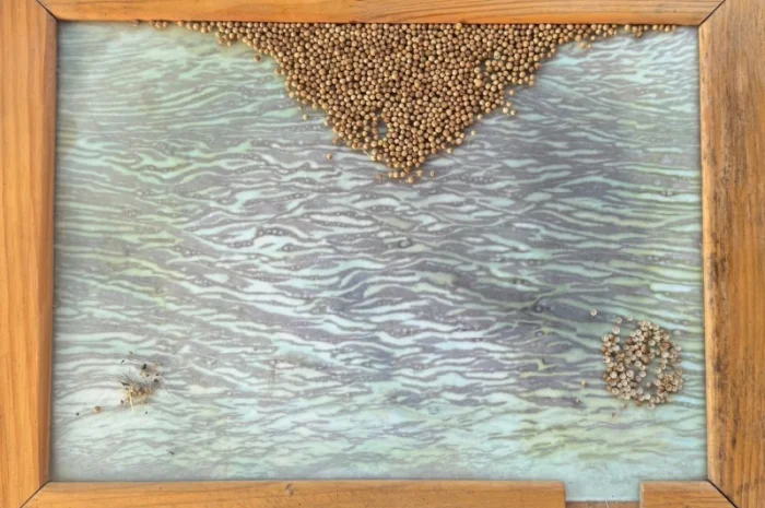 Коріандр- фото № 1