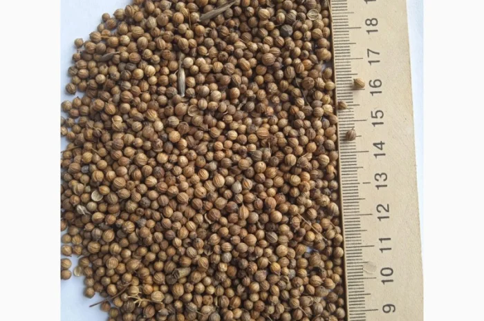 Продам насіння коріандру- фото № 1