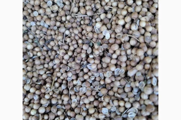 Продам Кориандр оптом- фото № 1