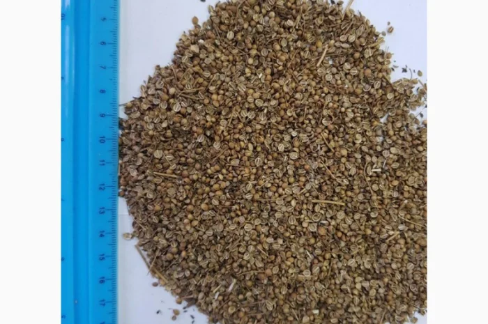 Кориандр половинки, половинка кориандра- фото № 1