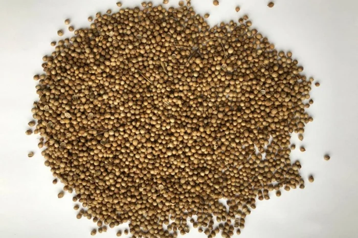 Кориандр золотистый целый продам- фото № 1