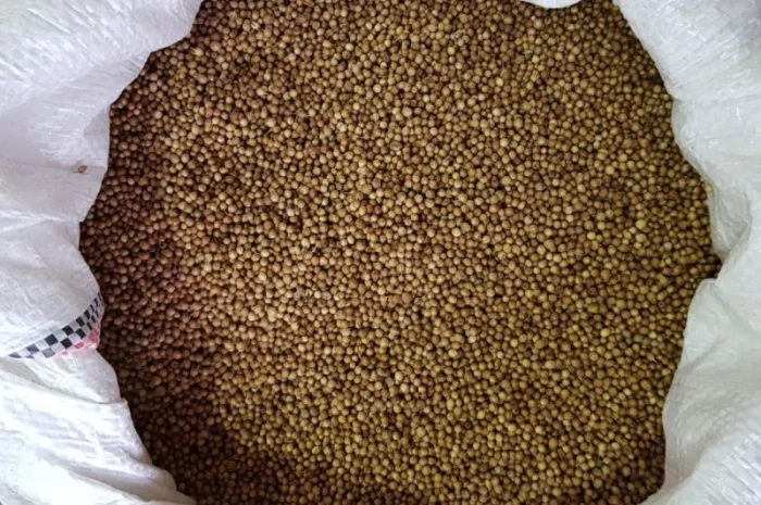 Кориандр целый- фото № 1