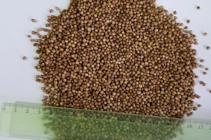 Кориандр целый- фото № 2