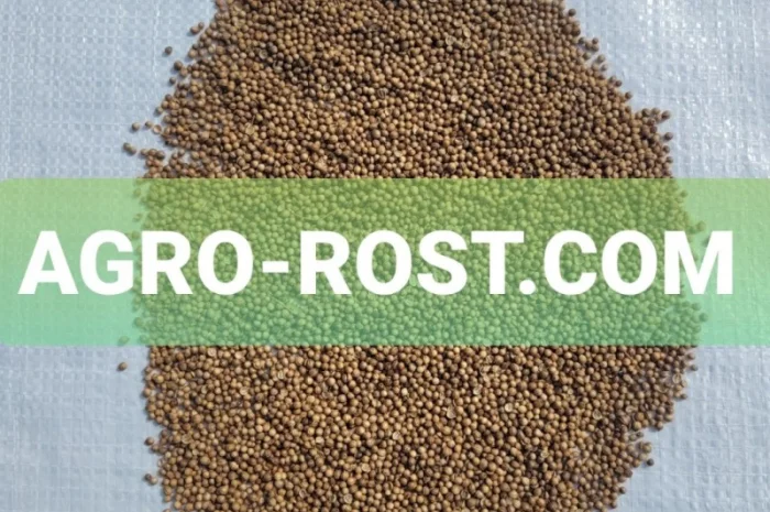 Кориандр зерно от производителя- фото № 1