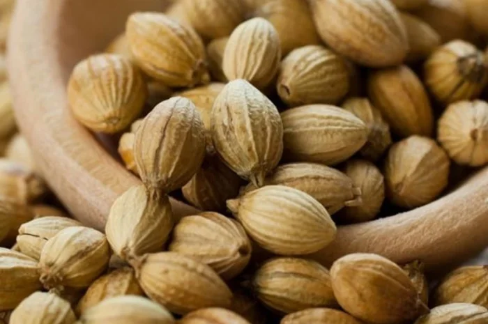 Семена кориандра PUEBLO канадский трансгенный сорт кориандра, двуручка (элита)- фото № 1