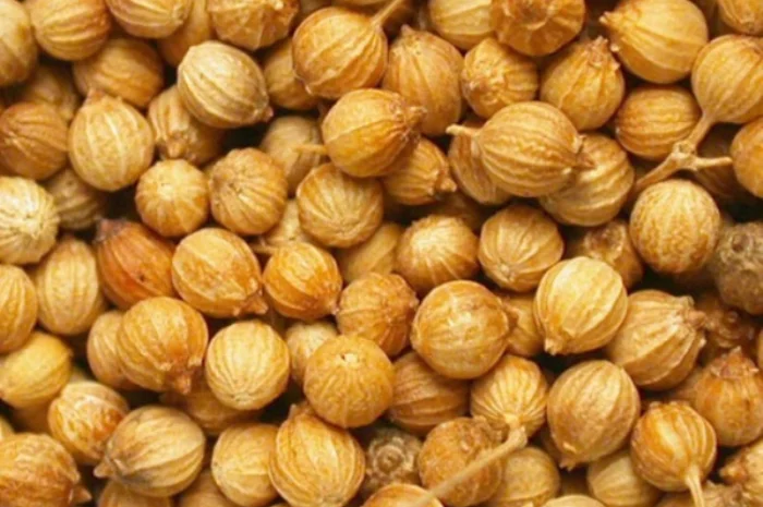 Семена кориандра PUEBLO канадский трансгенный сорт кориандра, двуручка (элита)- фото № 2