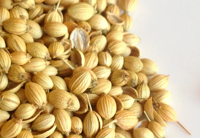 Семена кориандра PUEBLO канадский трансгенный сорт кориандра, двуручка (элита)- фото № 4