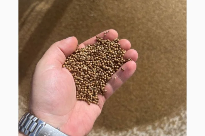 Коріандр 2023 року врожаю- фото № 1