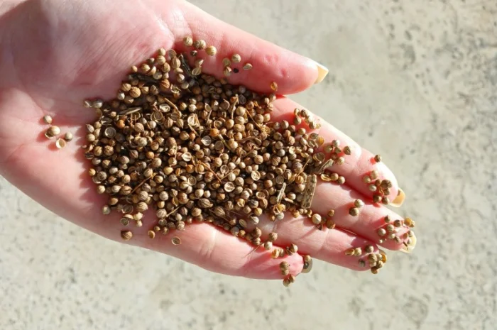 Продам кориандр 10 000 грн/т- фото № 1