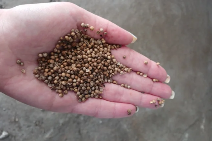 Продам кориандр 10 000 грн/т- фото № 2