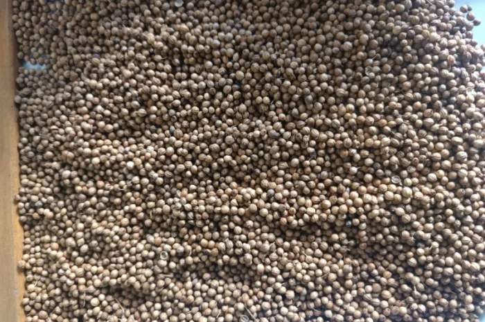 Коріандр- фото № 1