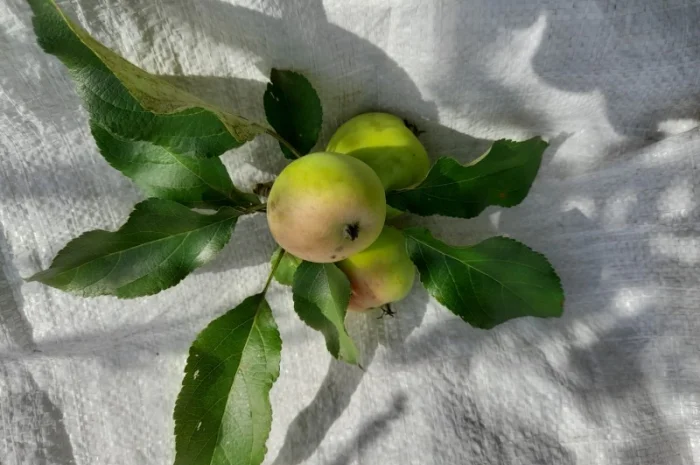 Ферментований лист дикої яблуні- фото № 3