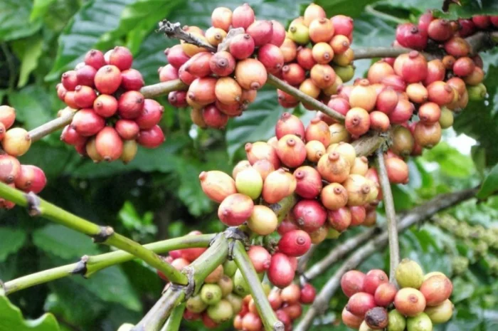 Продажа кофе и кофемашин от поставщика от 100 кг- фото № 5