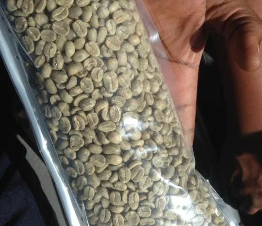 Прода кофе зелённый Арабика и робуста оптом из Республики Конга- фото № 1