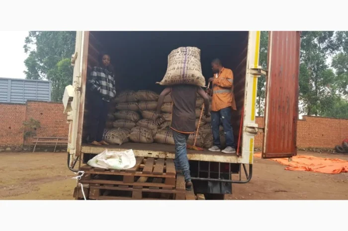 Прода кофе зелённый Арабика и робуста оптом из Республики Конга- фото № 3