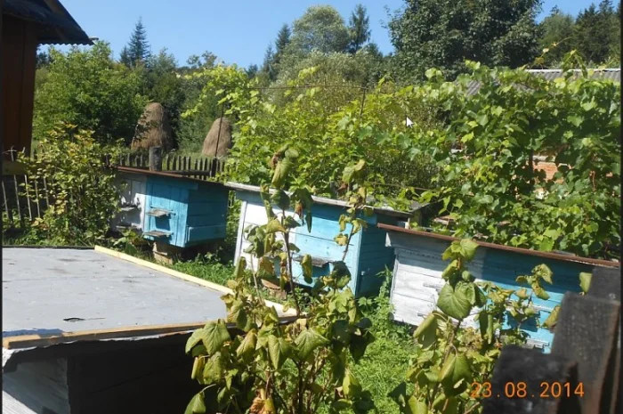 Льодяники медово-прополісні- фото № 1