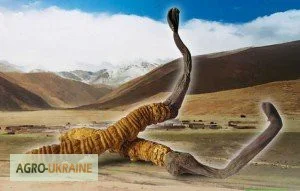 Жидкий кордицепс – еліксир молодості та імуномодулятор- фото № 3