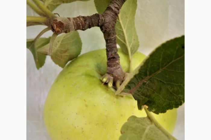 Яблочные пищевые волокна в порошке яблочный порошок- фото № 1