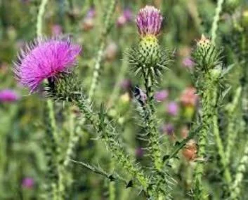 Сок татарника колючего, 110мл/120грн- фото № 1