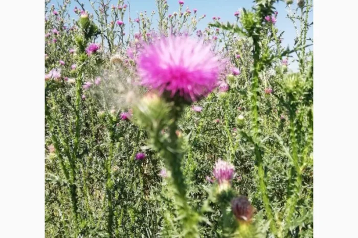 Сок татарника колючего, 110мл/120грн- фото № 2