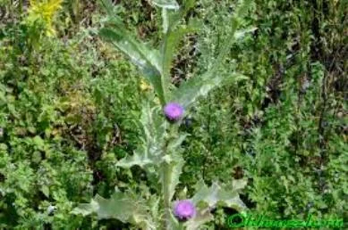 Сок татарника колючего, 110мл/120грн- фото № 3