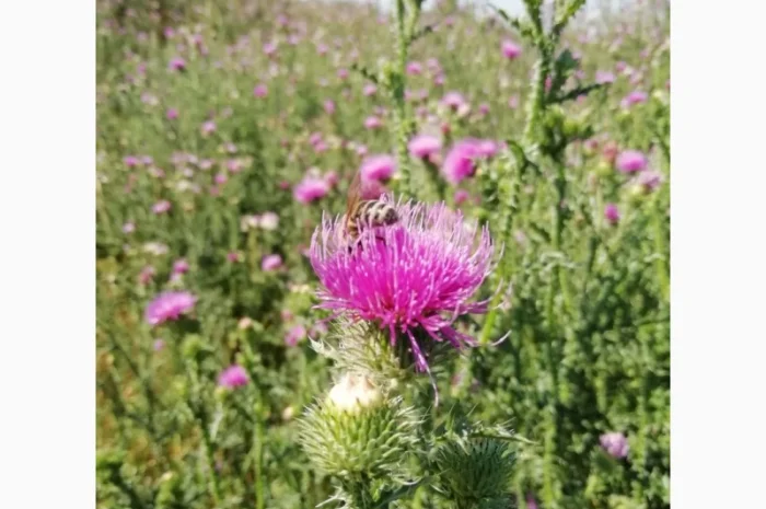 Сок татарника колючего, 110мл/120грн- фото № 5