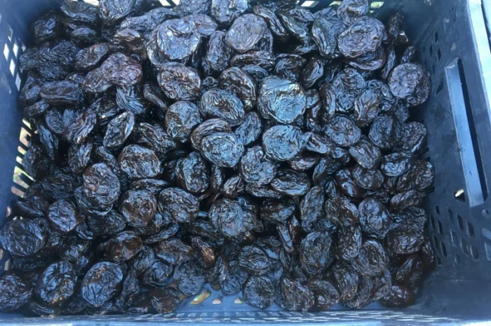 Чорнослив, Мариновані Гриби, Огірок, Помідор- фото № 1