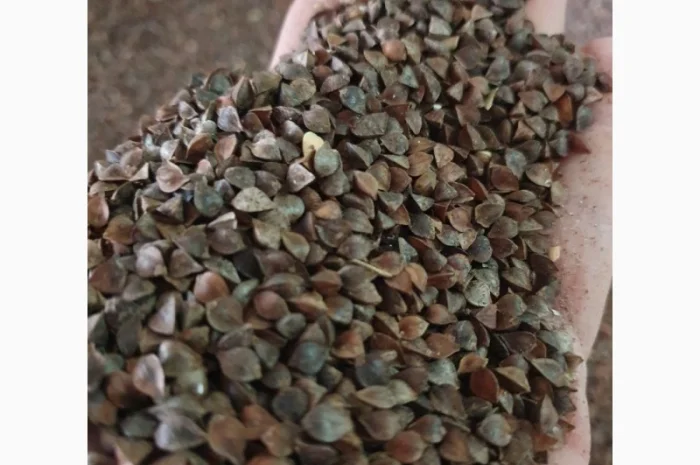 Гречана шелуха, лушпиння- фото № 1