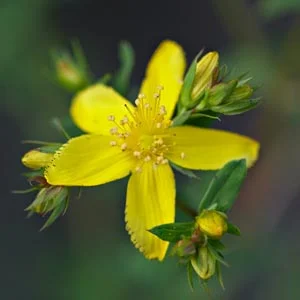 Масло зверобоя, 90грн 110мл- фото № 4