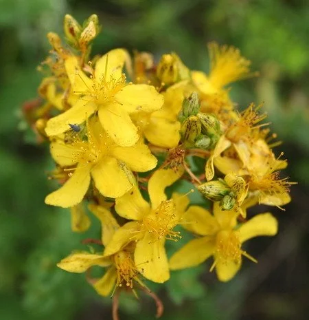 Масло зверобоя, 90грн 110мл- фото № 5