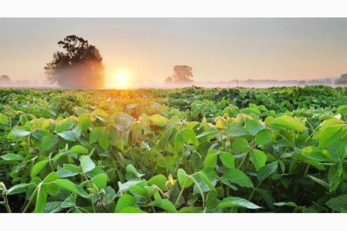 Закупаем соевое масло наливом от 22 тонн. Сотрудничаем по договору комиссии с НДС- фото № 1