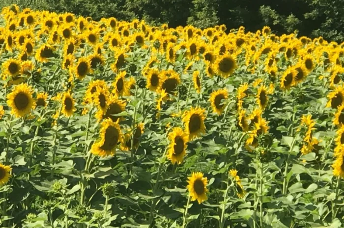 Продаж рафінованої олії- фото № 4