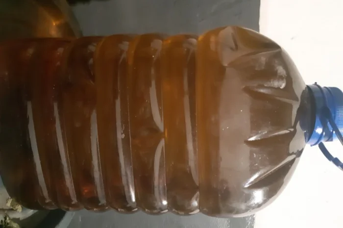 Целебное подсолнечное масло первого холодного отжима- фото № 1