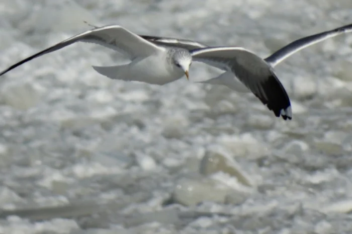 Соєве борошно - сировина для харчового виробництва- фото № 1