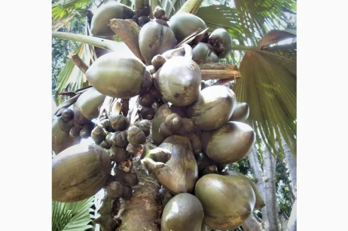 Кокосове борошно для харчового виробництва- фото № 1