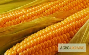 Кукурузная мука высокого качества- фото № 3