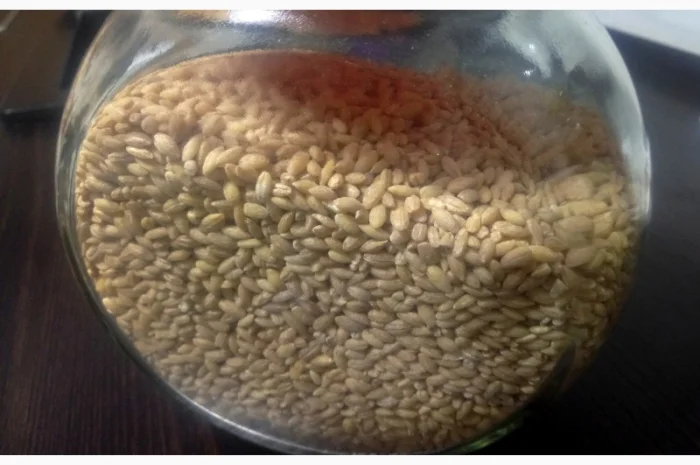 Пропонується крупа перлова без домішок- фото № 1