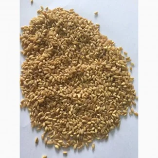 Пропонується Кутя з твердих і м'яких сортів пшениці- фото № 1