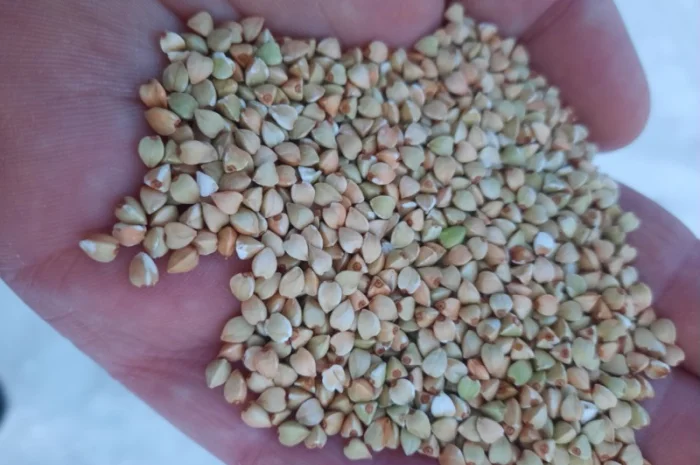 Гречка, крупа гречана зелена- фото № 1