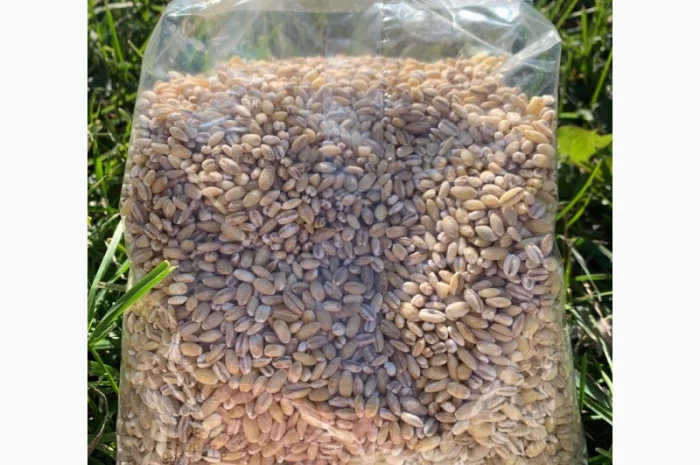 Крупи ячмінні перлові ТМ "ЕКОР" від виробника- фото № 3