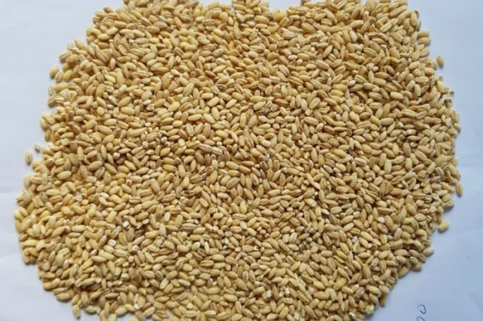 Крупа перловая перловка оптом- фото № 1